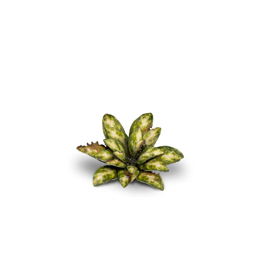 Gamers Grass GGLP-DC Laser Plants Dumb Cane - Image 2