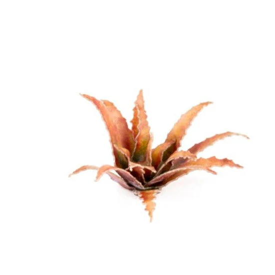 Gamers Grass GGLP-RA Laser Plants Red Aloe - Image 5